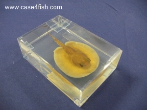 Foto Galerie/Myliobatiformes/Potamotrygon sp/Potamotrygon sp_08_S.jpg